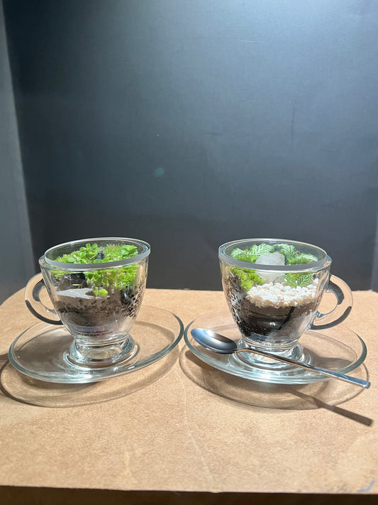 Terrarium 644 (seti)