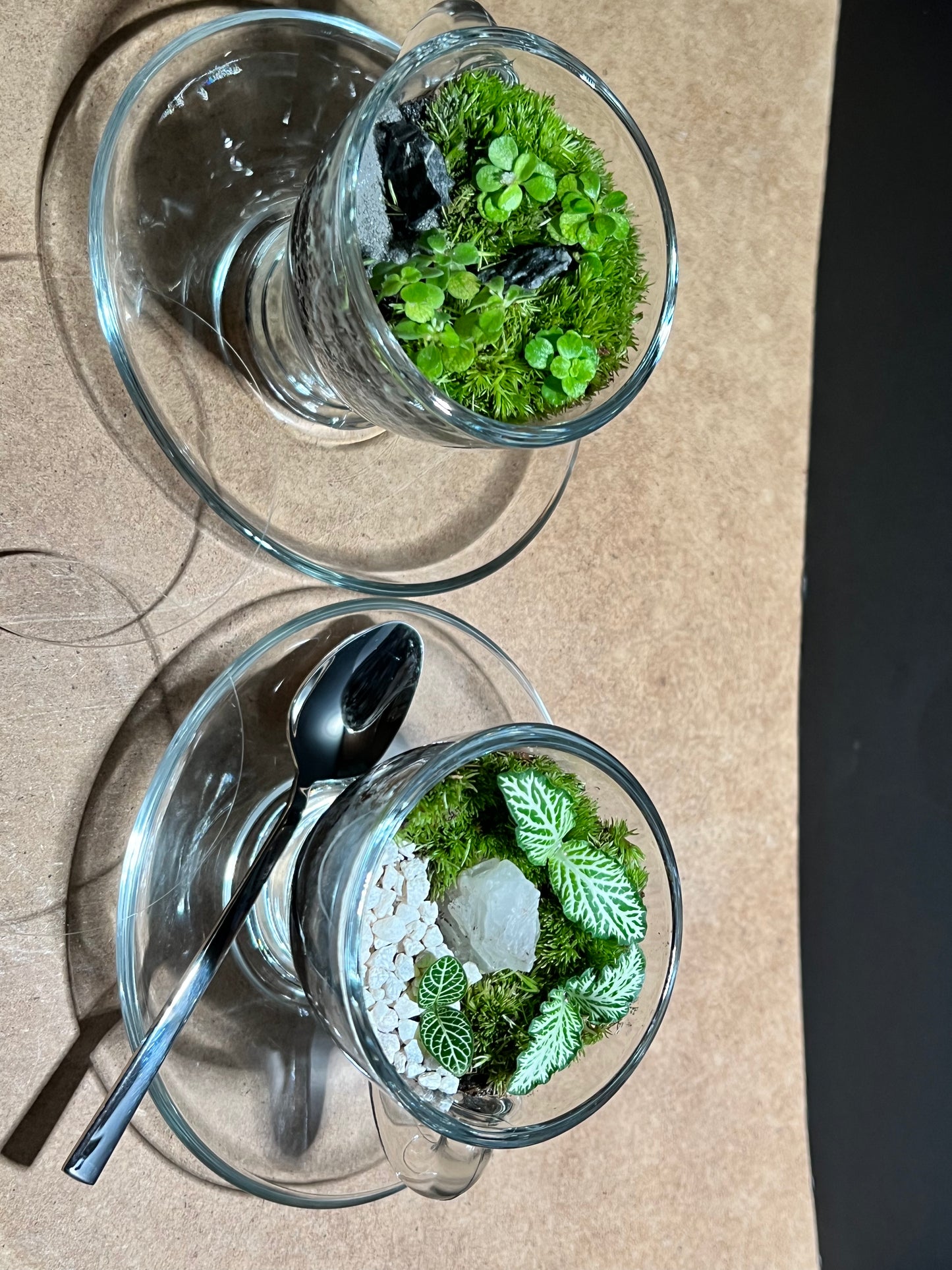 Terrarium 644 (seti)