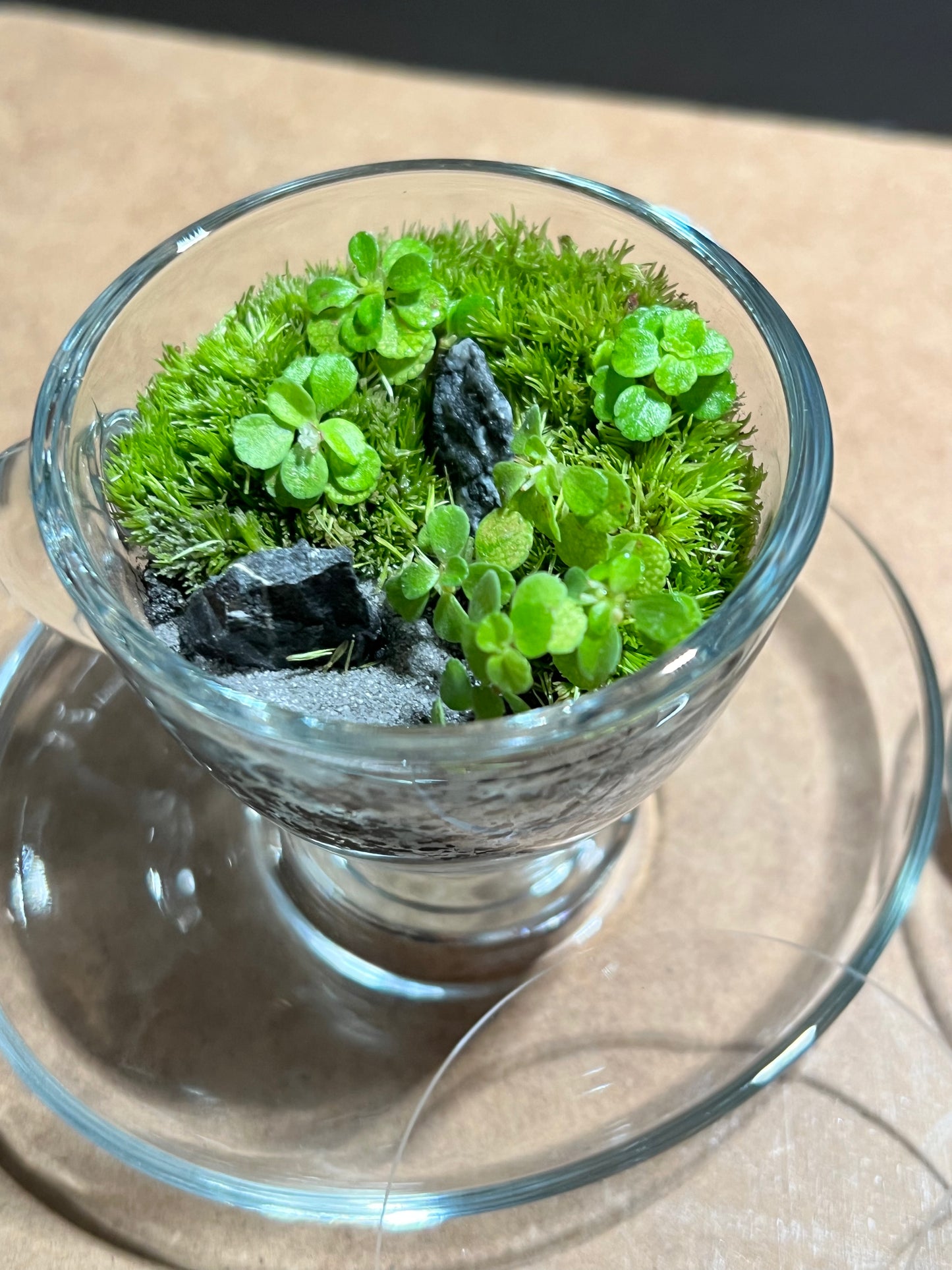 Terrarium 644 (seti)