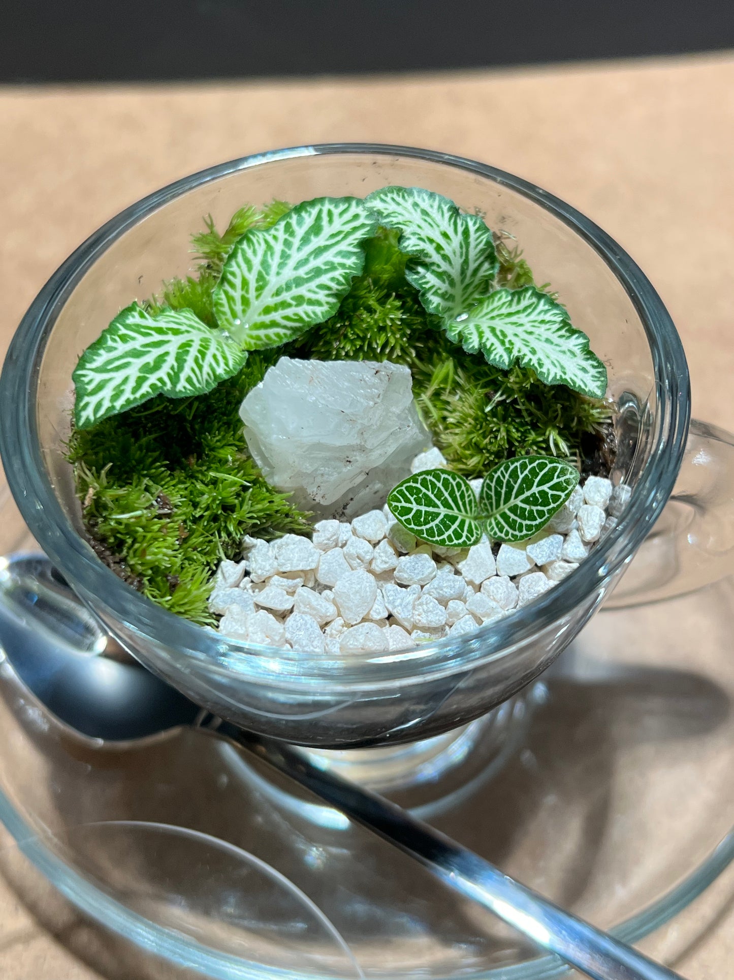 Terrarium 644 (seti)