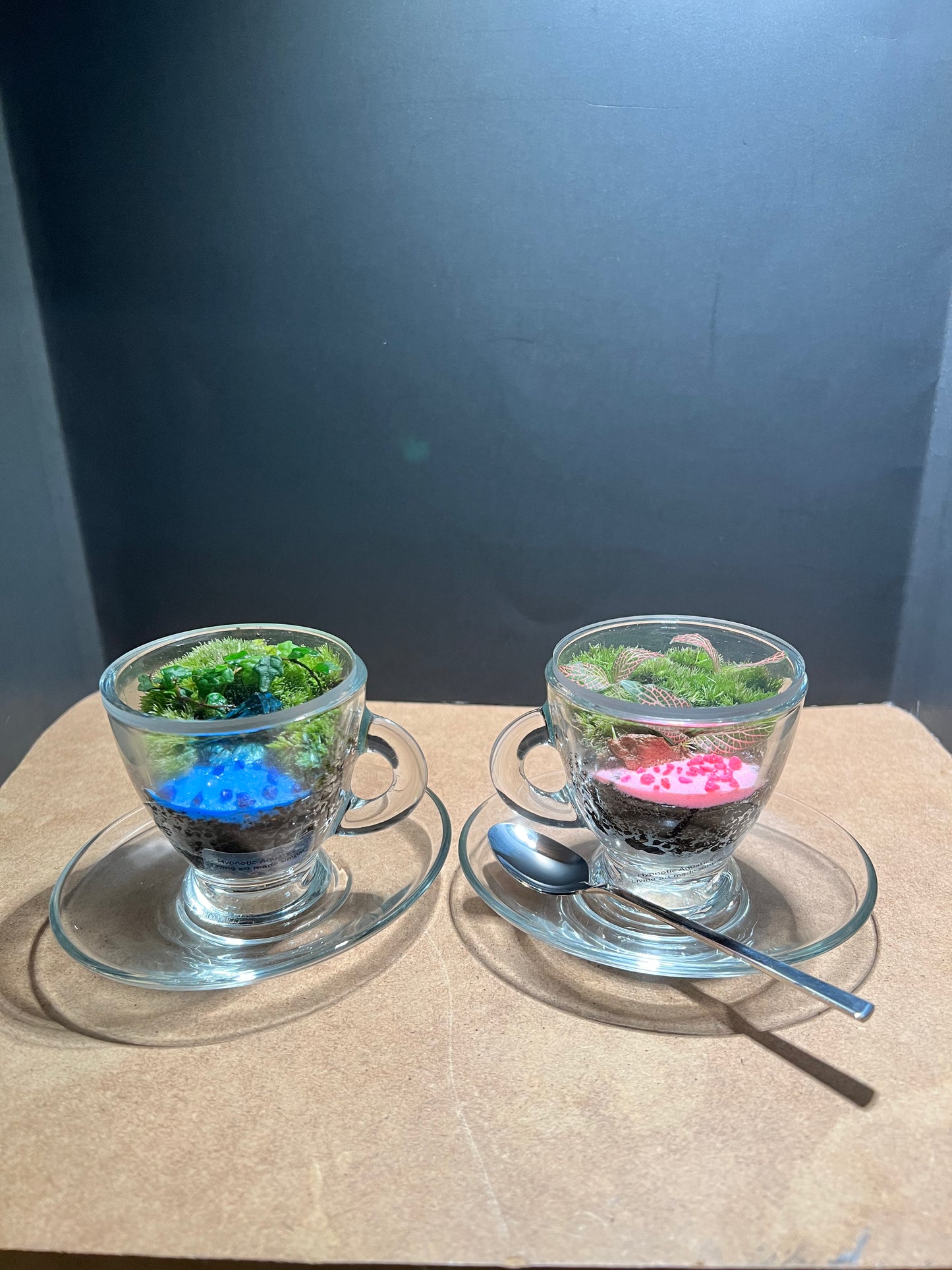 Terrarium 645 (seti)