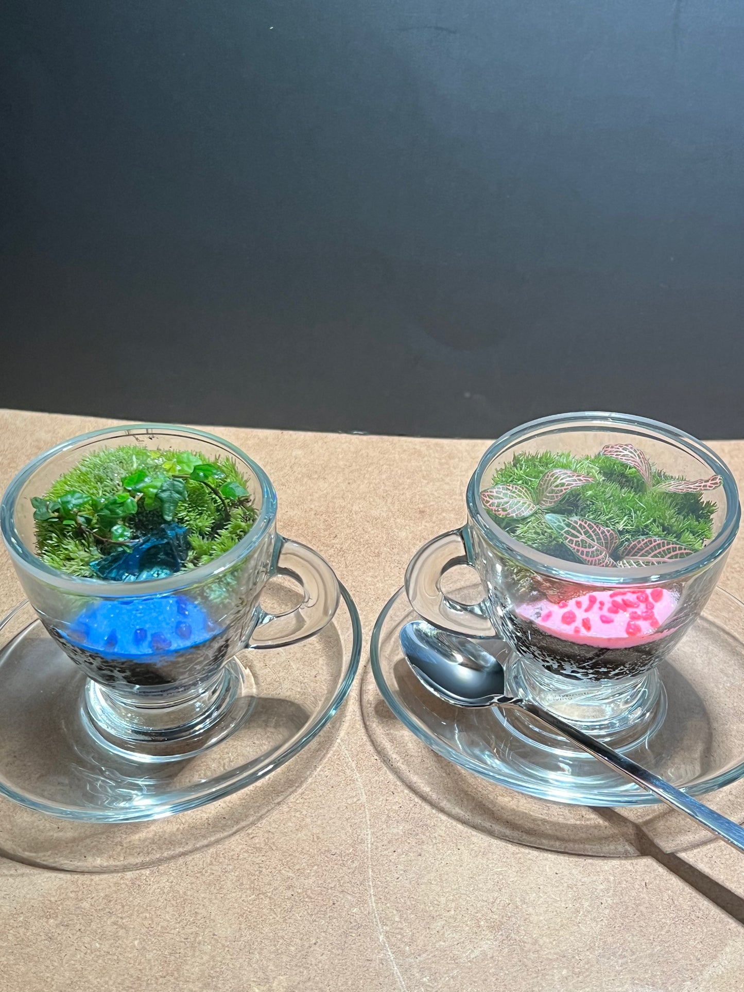 Terrarium 645 (seti)