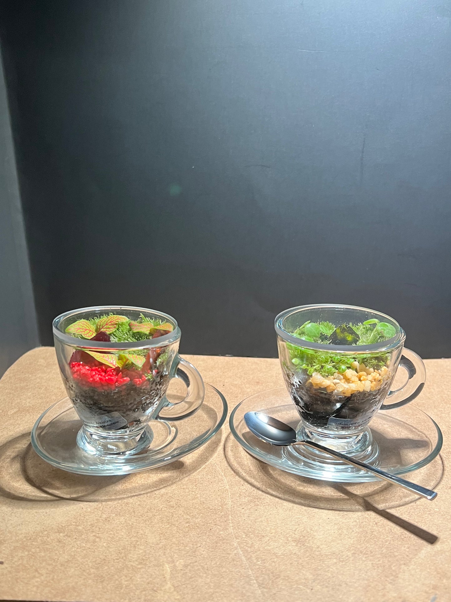 Terrarium 646 (seti)
