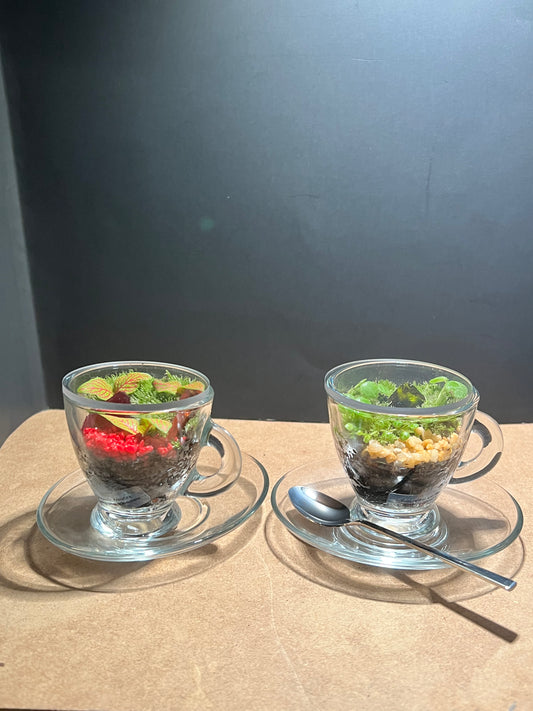 Terrarium 646 (seti)