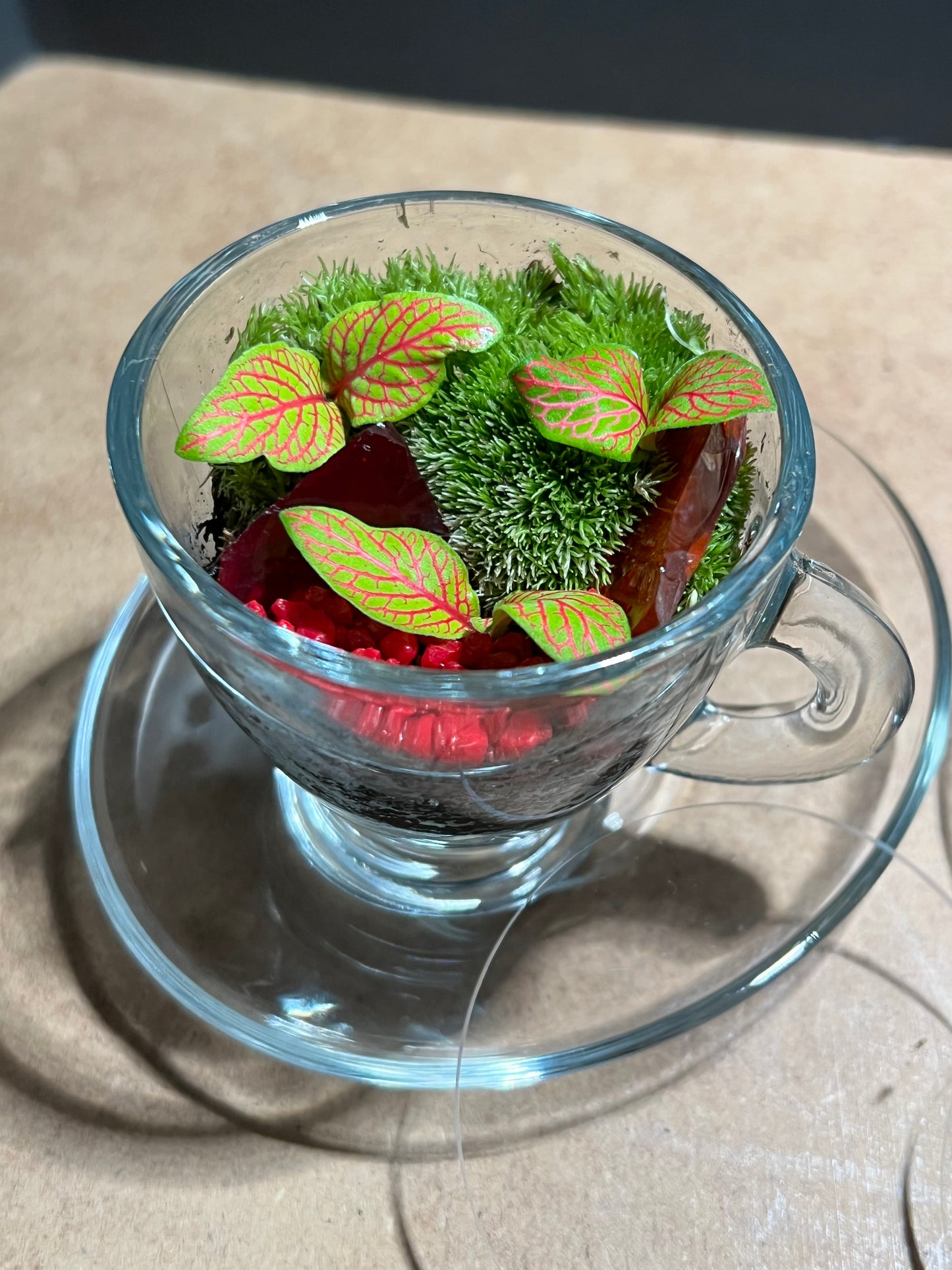 Terrarium 646 (seti)
