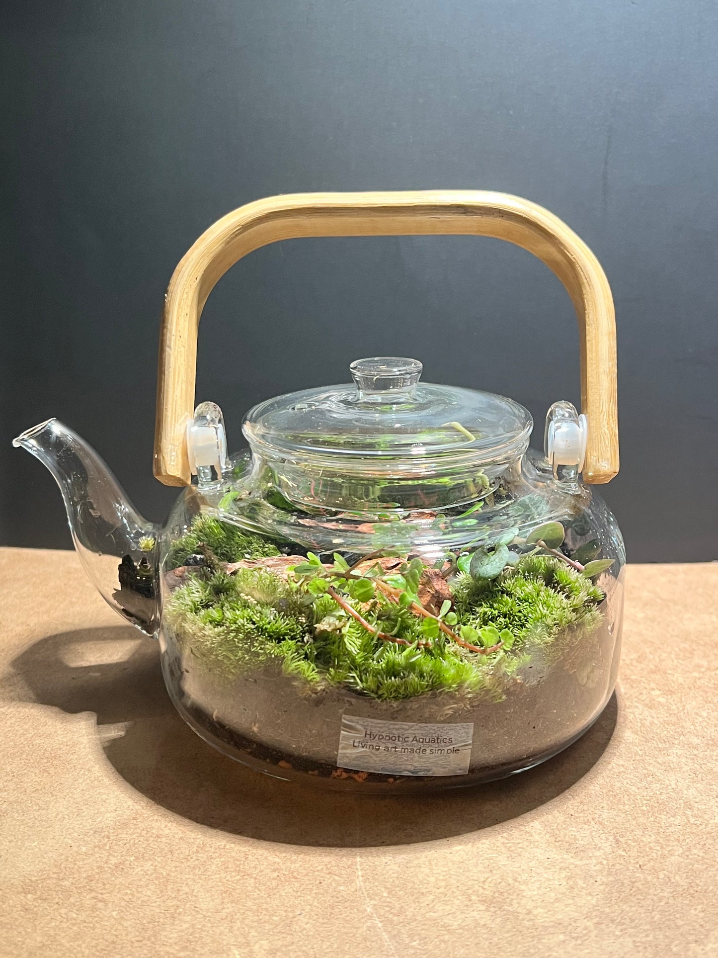 Terrarium 647