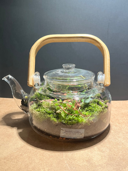 Terrarium 647