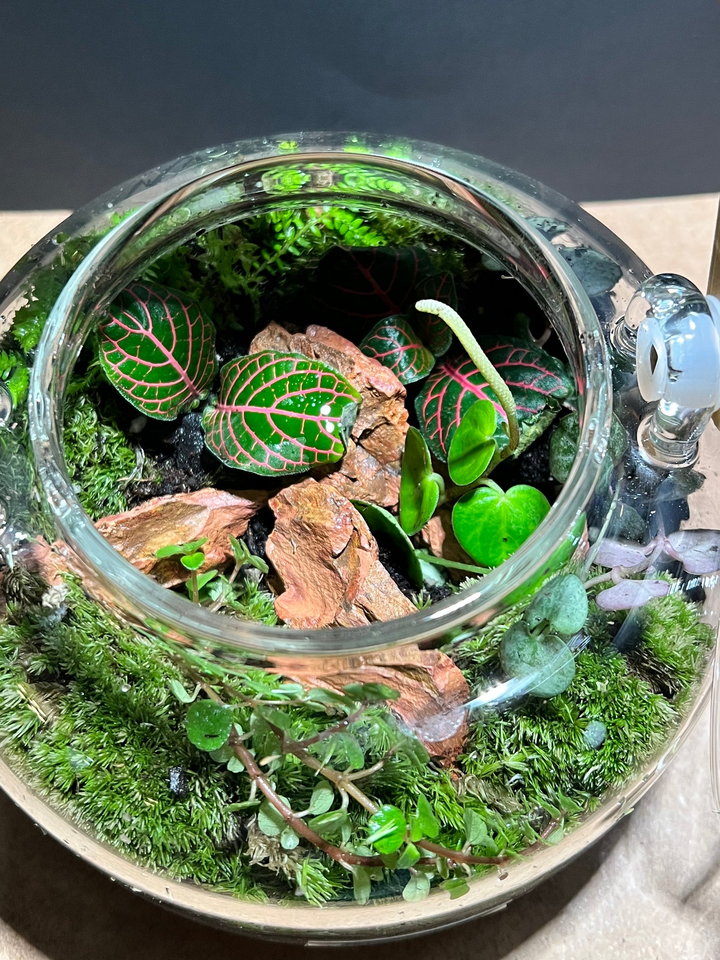 Terrarium 647