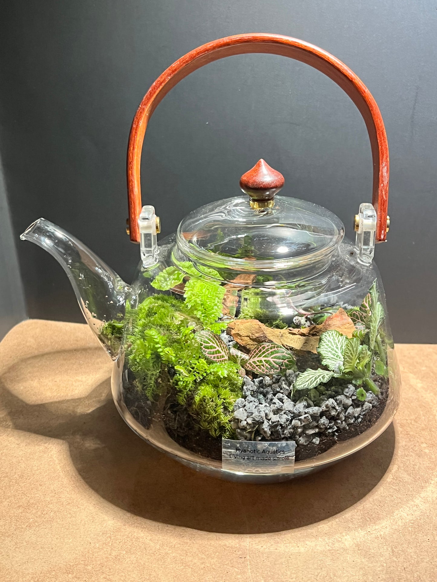 Terrarium 648