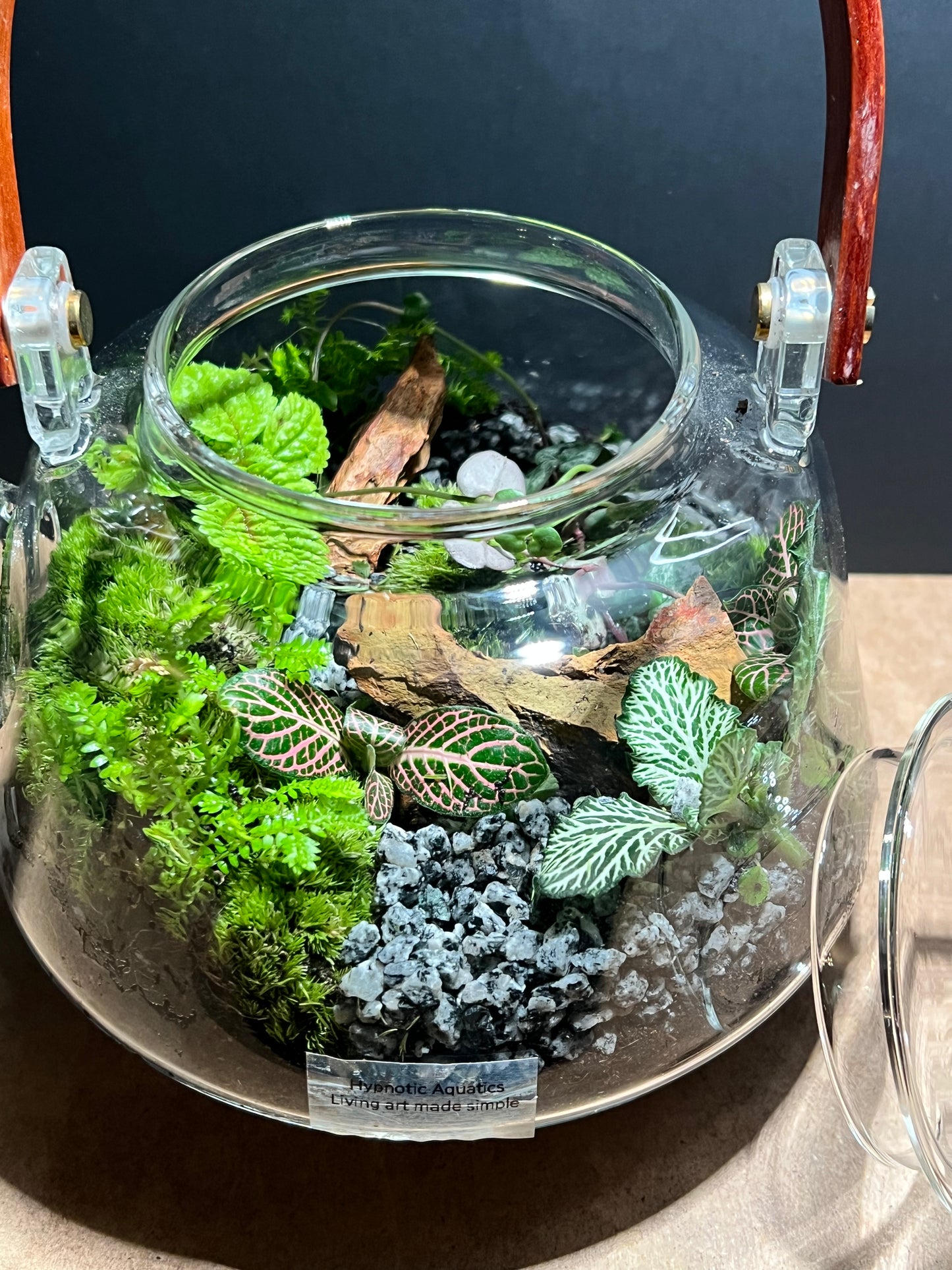 Terrarium 648