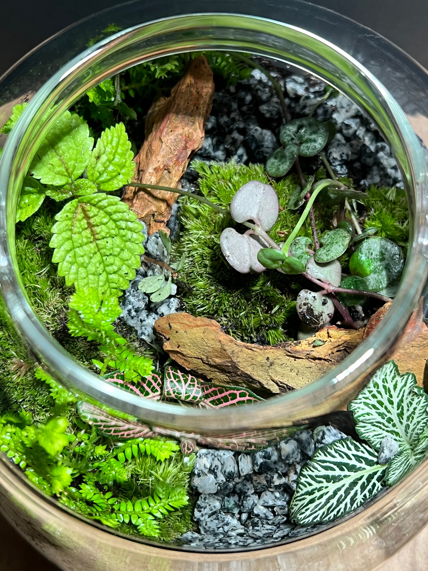 Terrarium 648