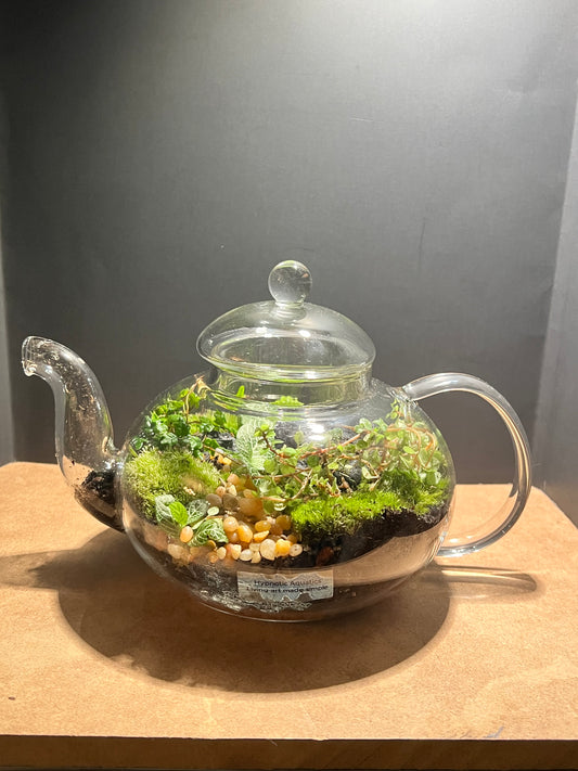 Terrarium 649