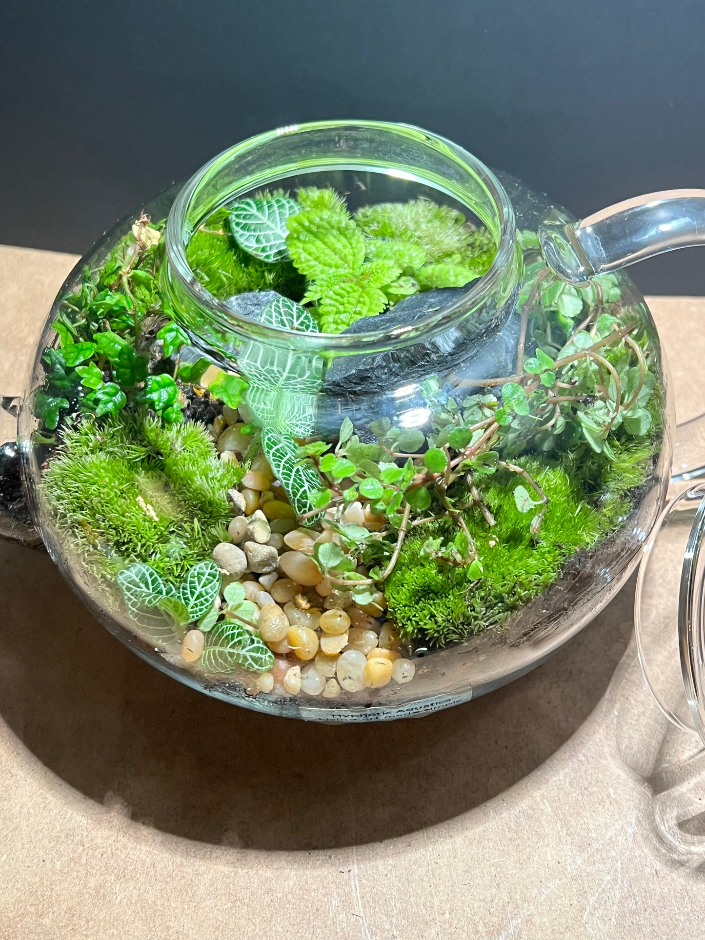 Terrarium 649