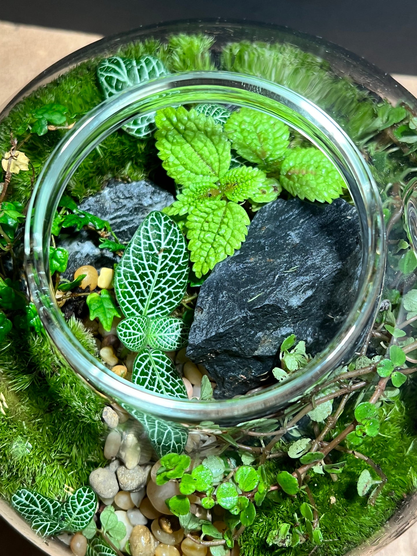 Terrarium 649