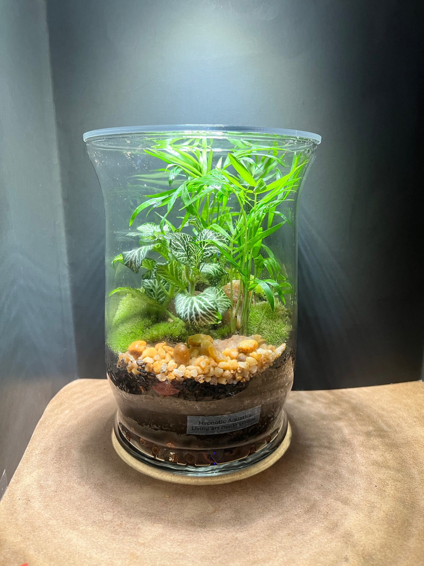 Terrarium 650
