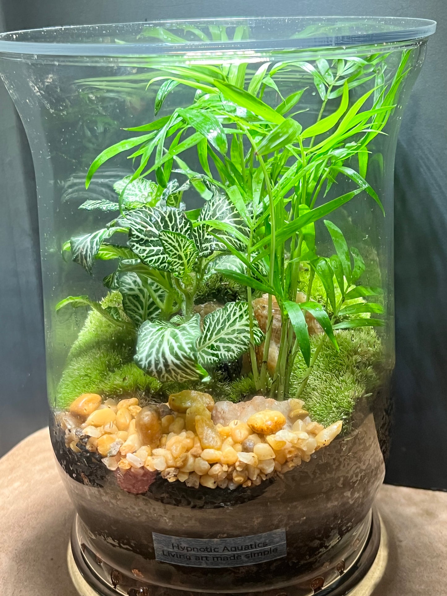 Terrarium 650