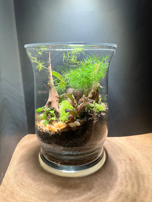 Terrarium 651
