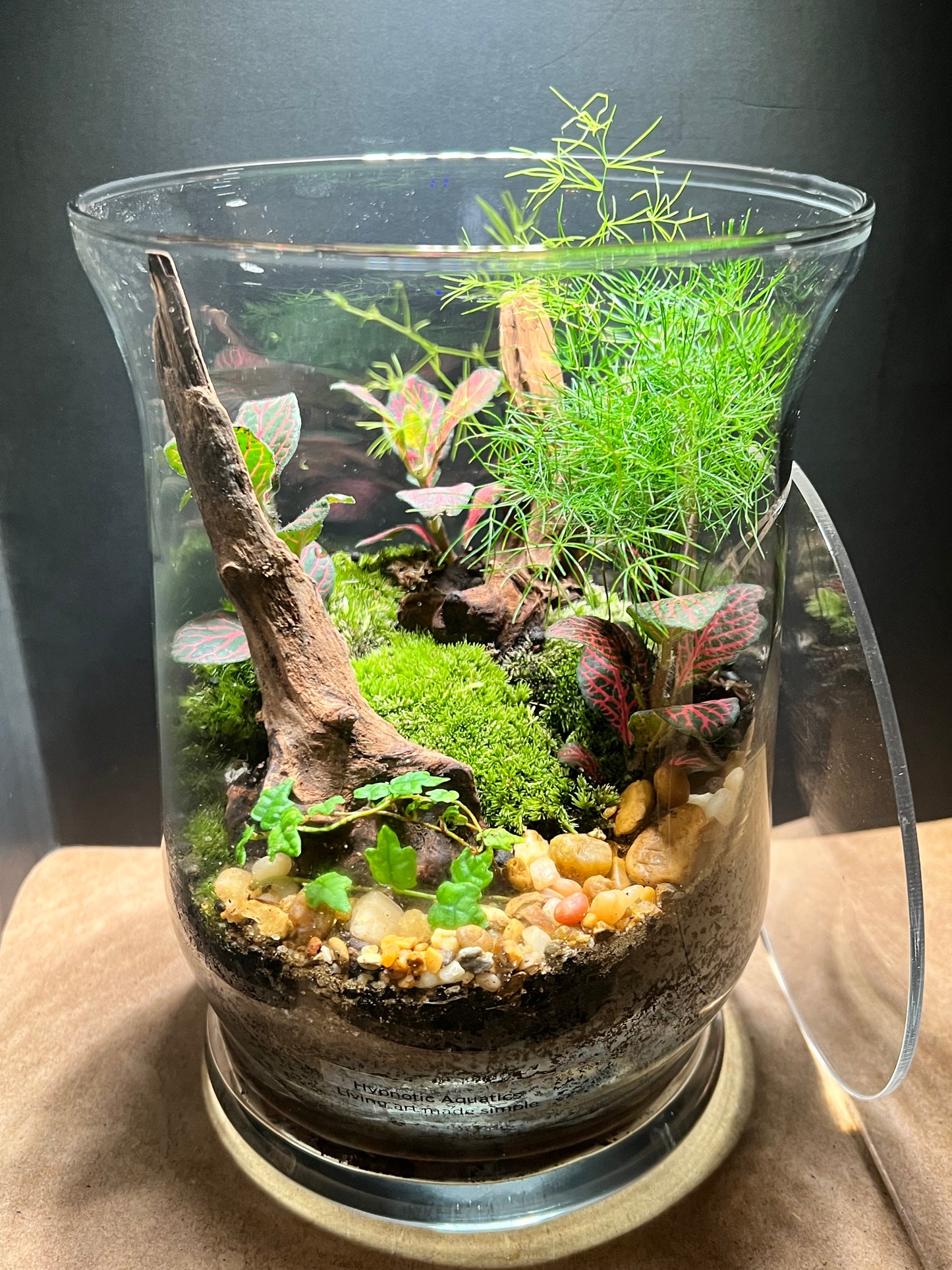 Terrarium 651