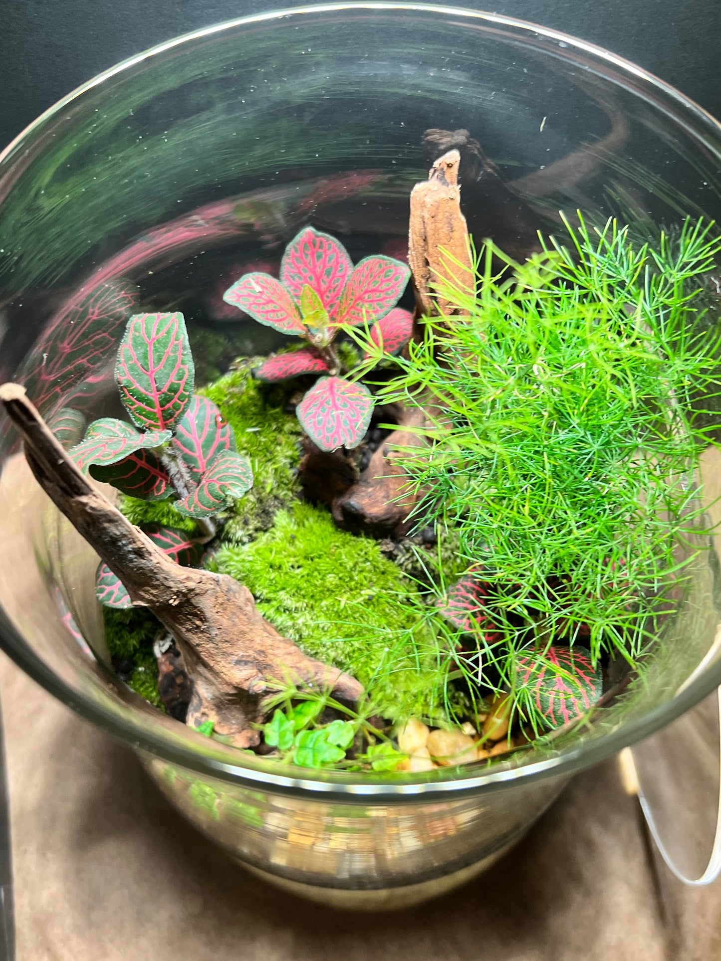 Terrarium 651