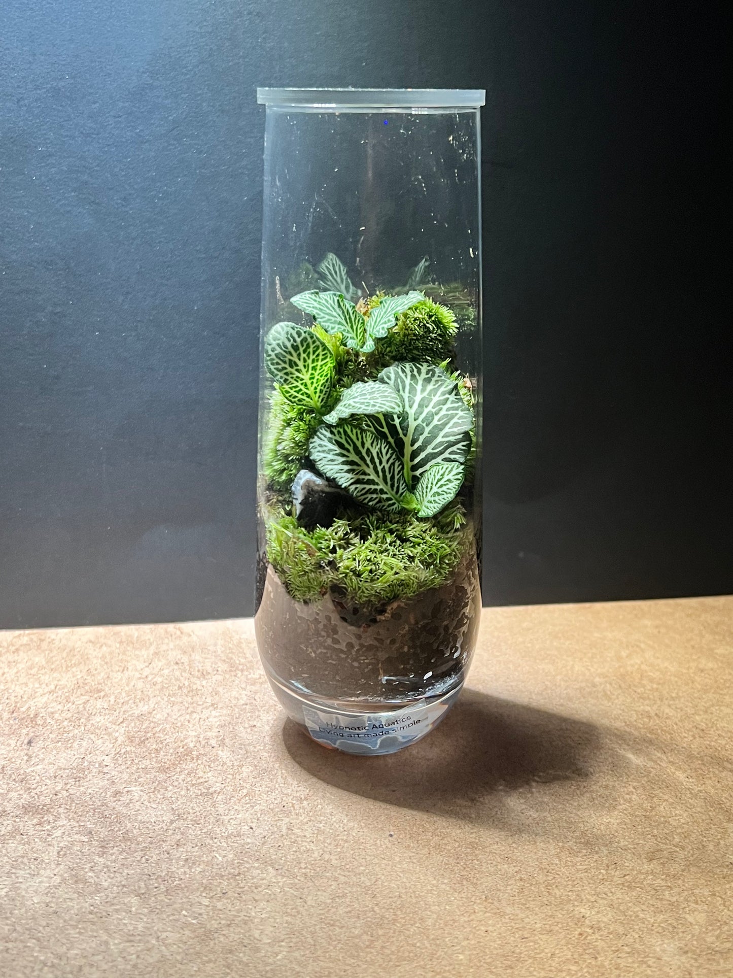 Terrarium 652