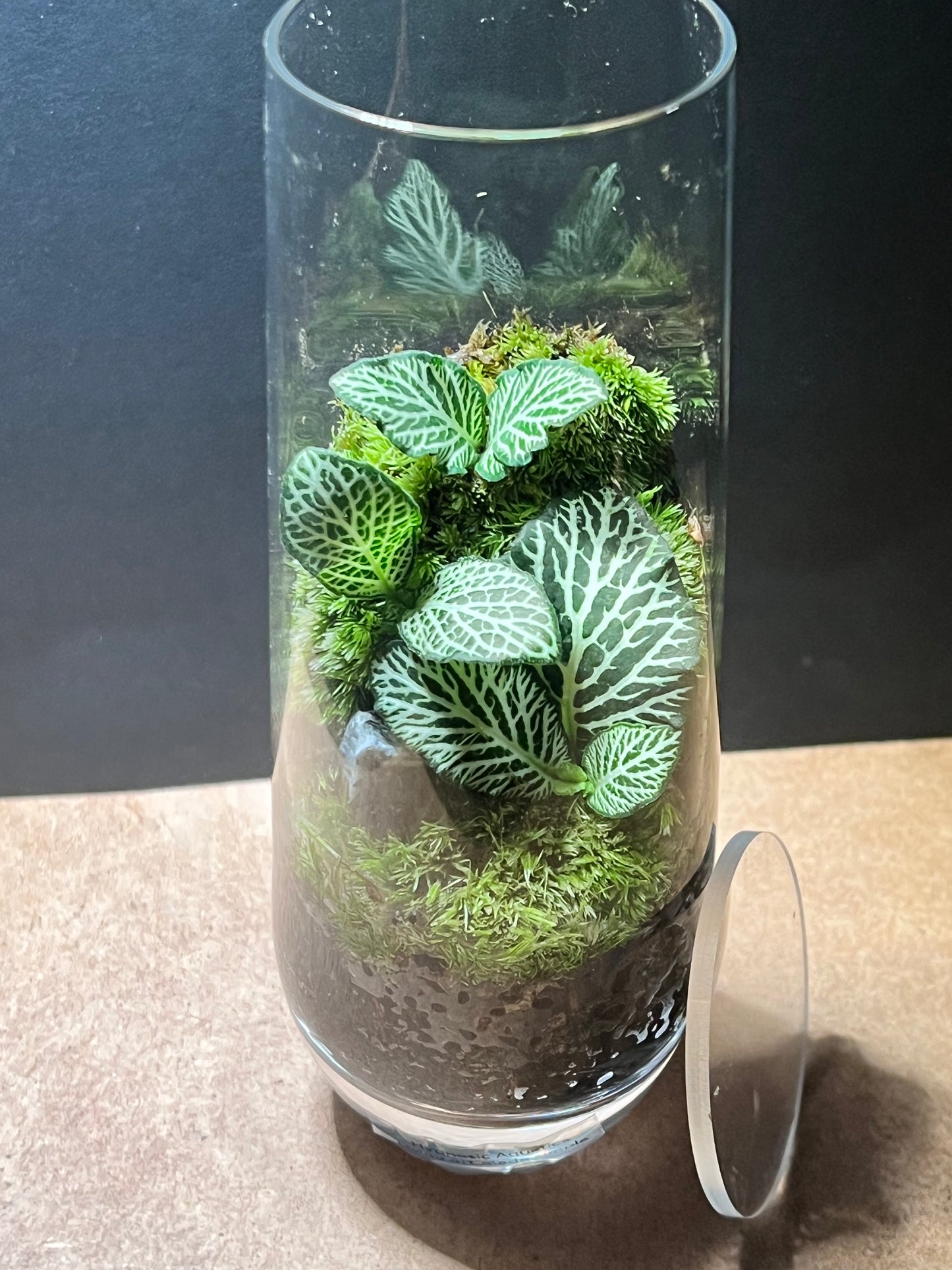 Terrarium 652