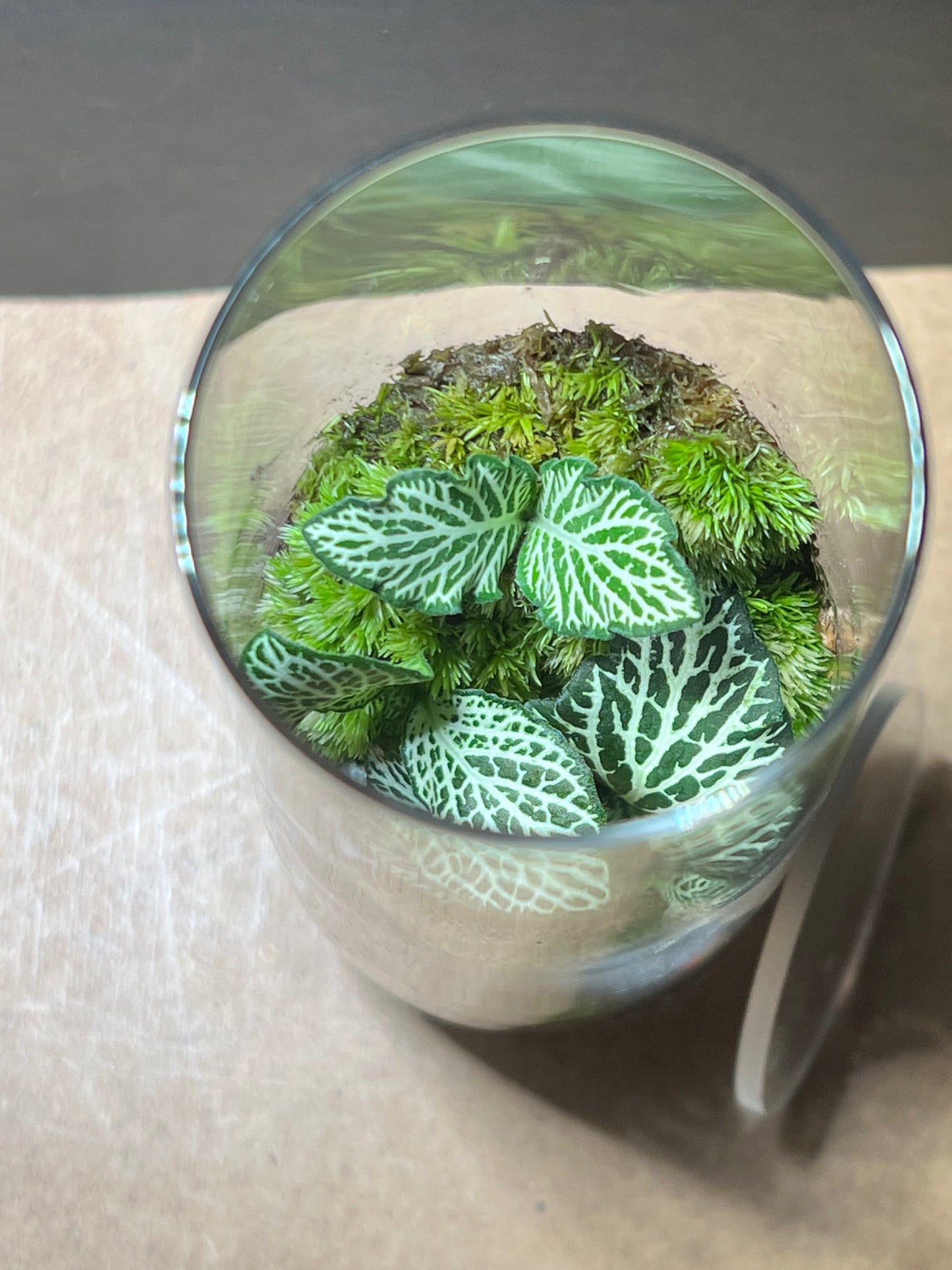 Terrarium 652