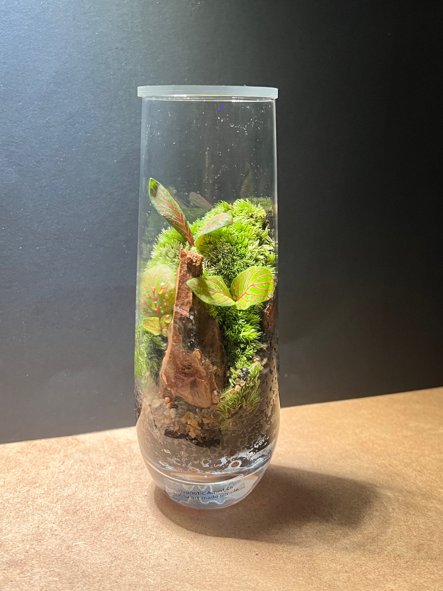 Terrarium 653