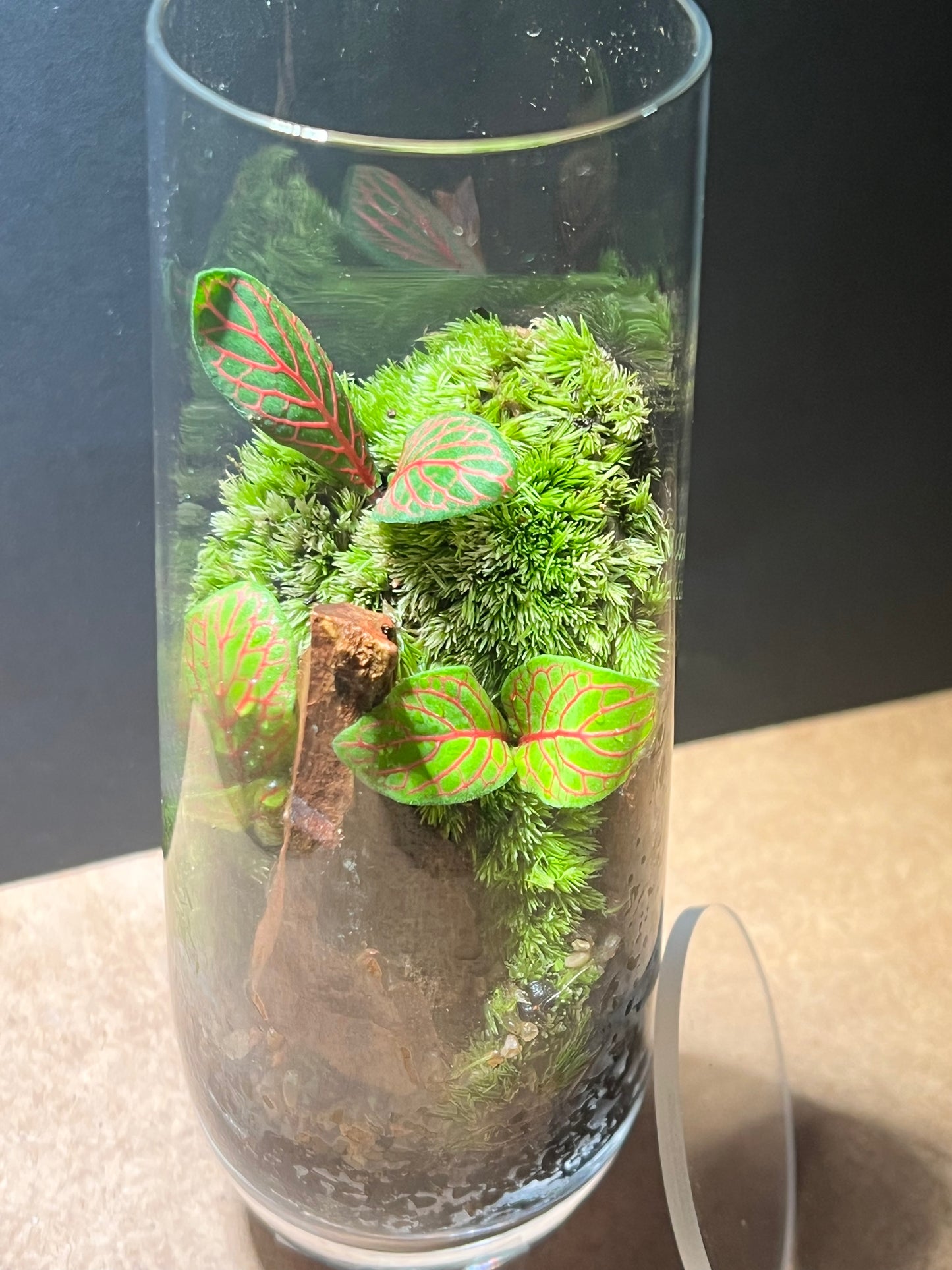Terrarium 653