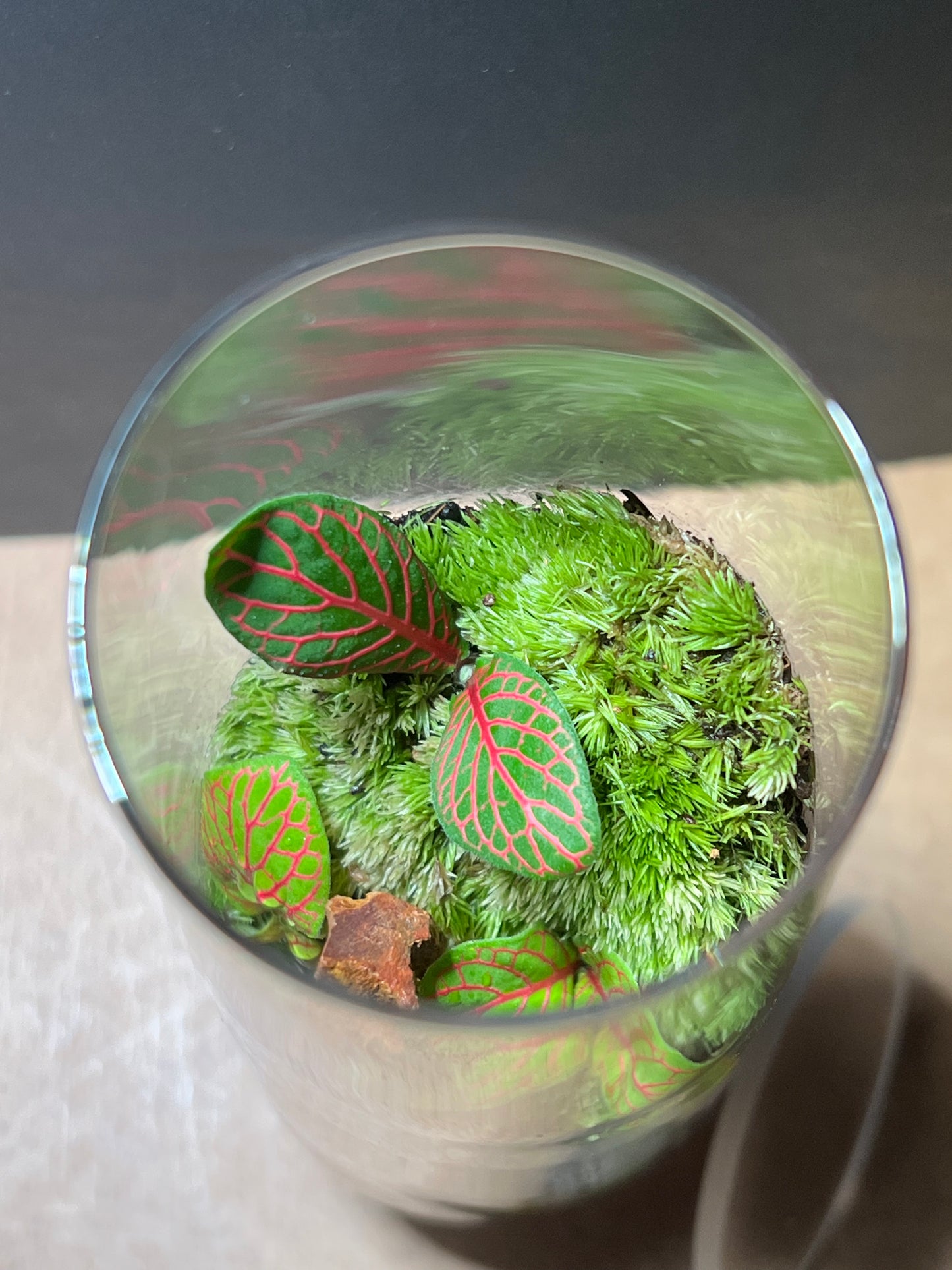 Terrarium 653