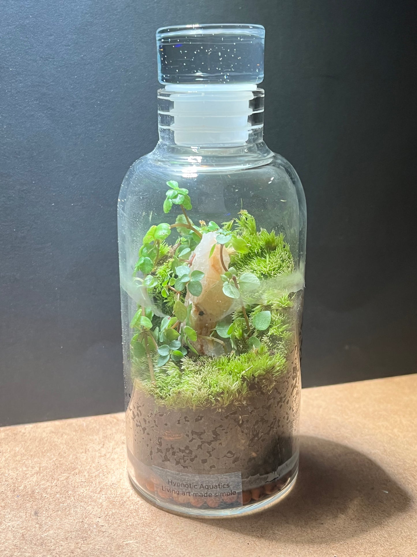 Terrarium 654