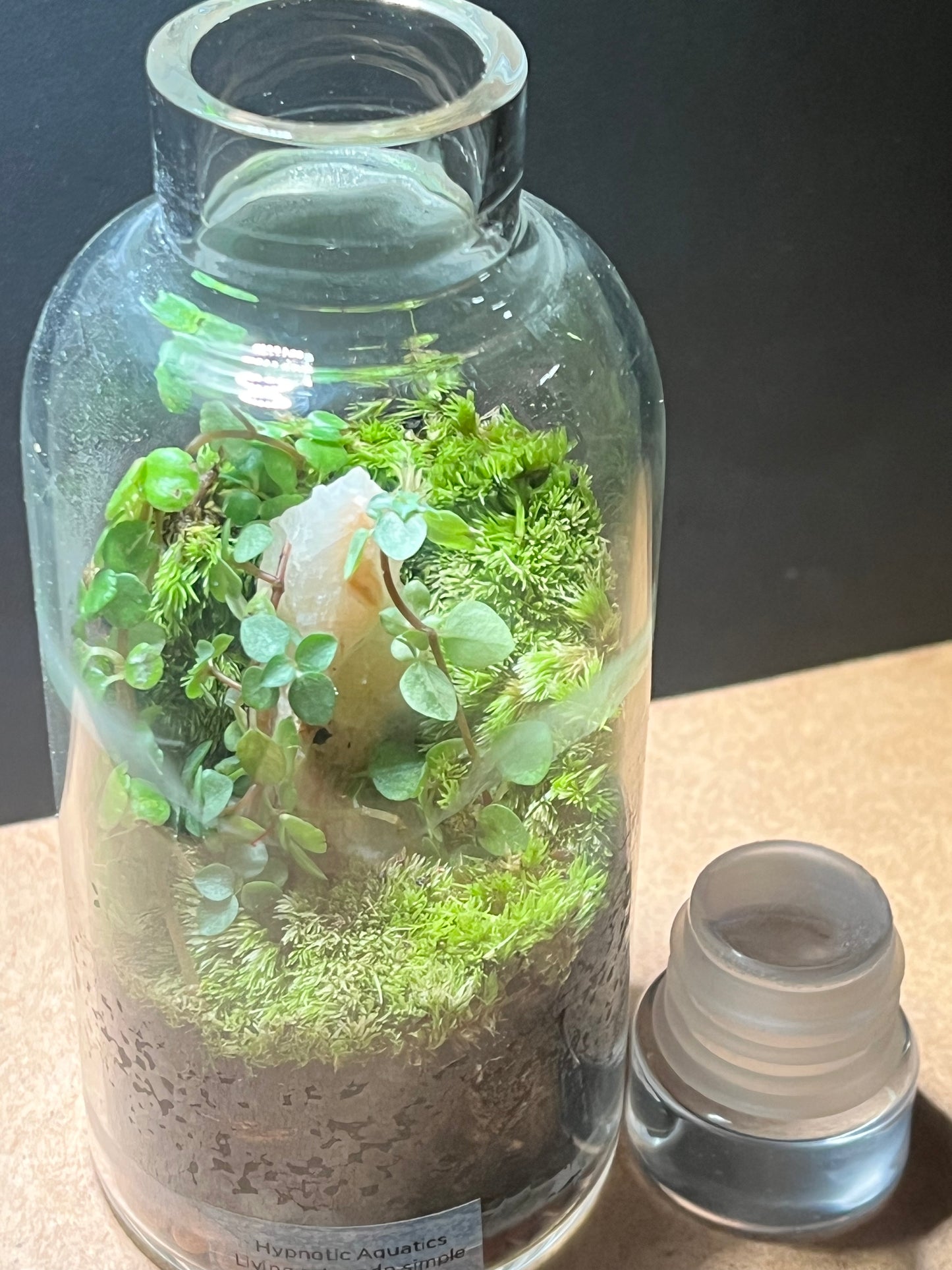 Terrarium 654