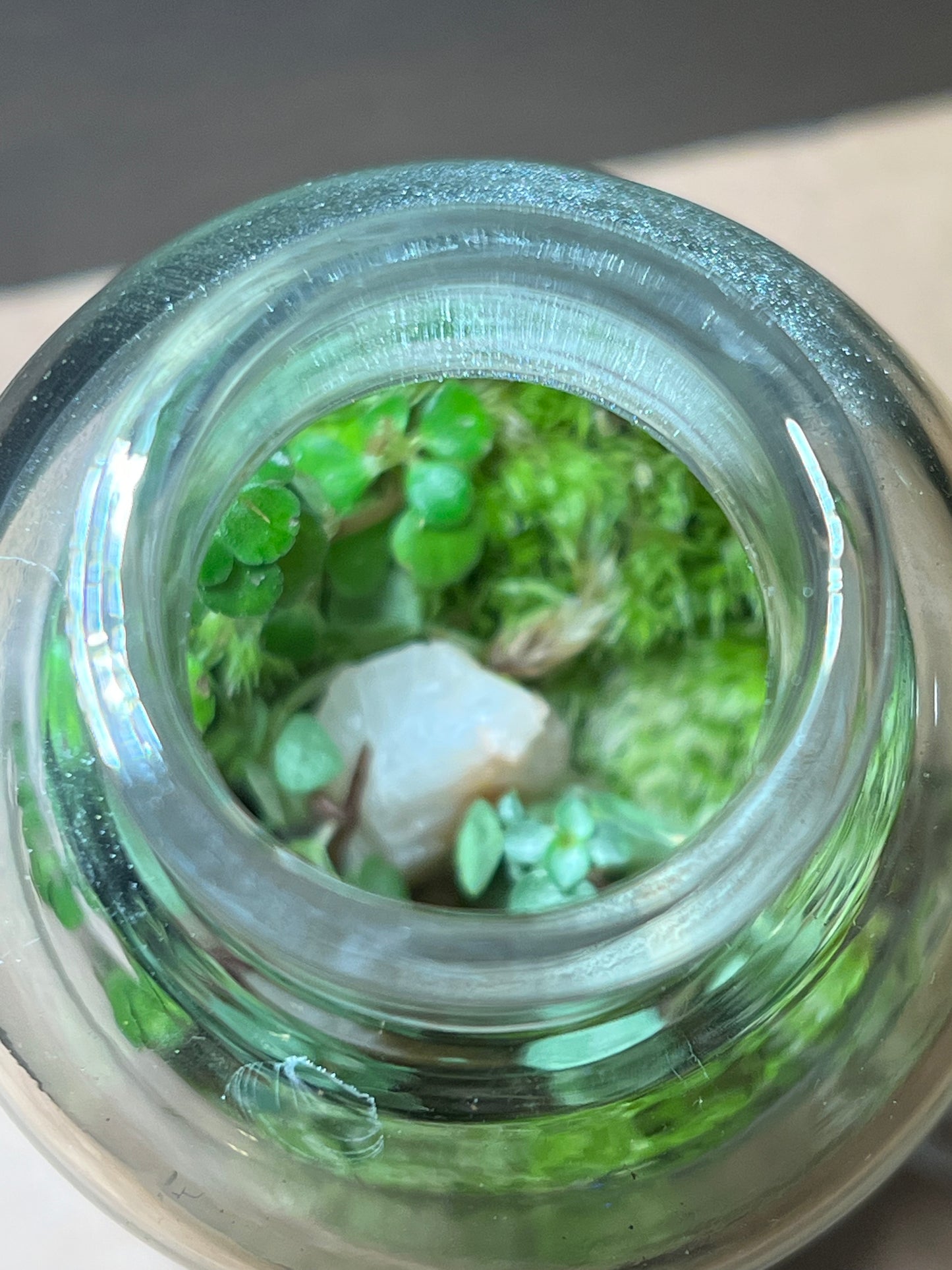 Terrarium 654