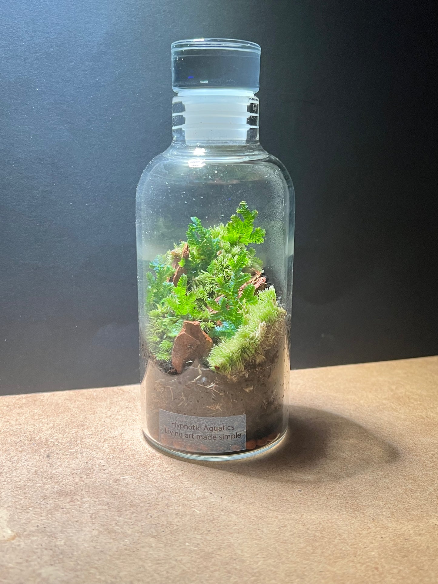 Terrarium 655