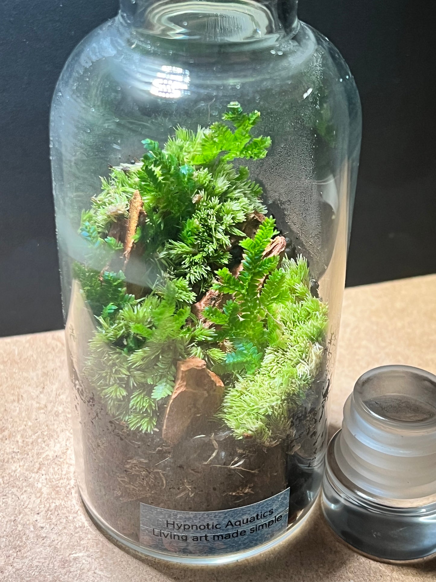 Terrarium 655