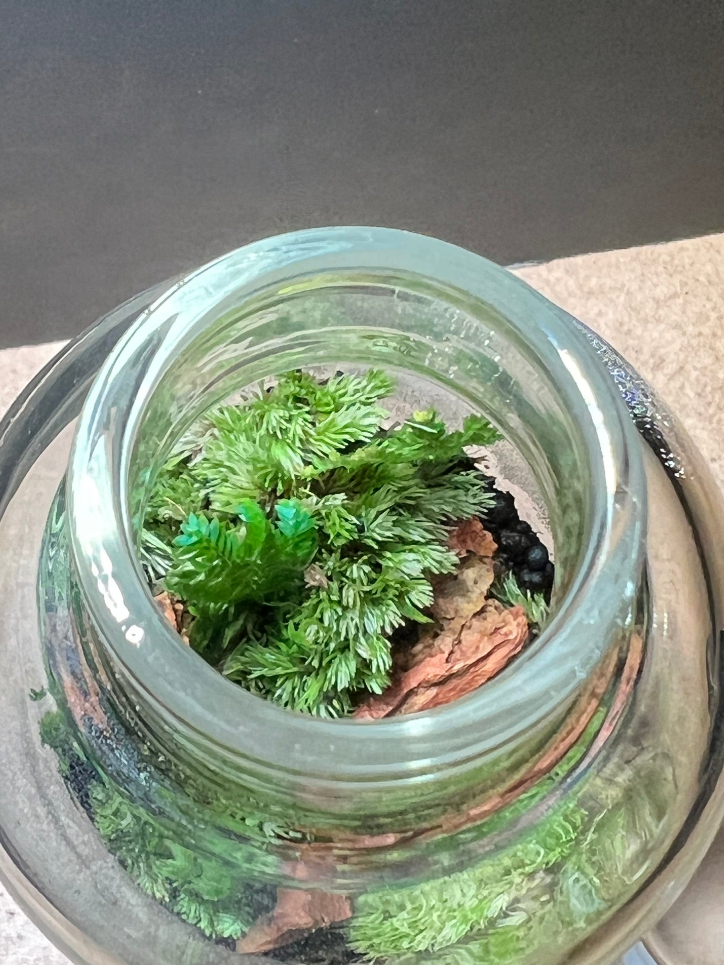 Terrarium 655