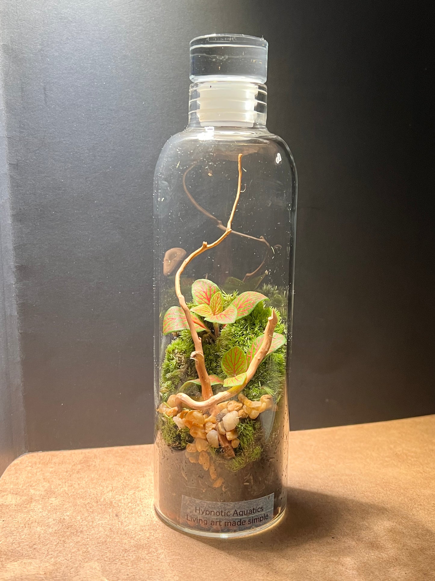 Terrarium 656