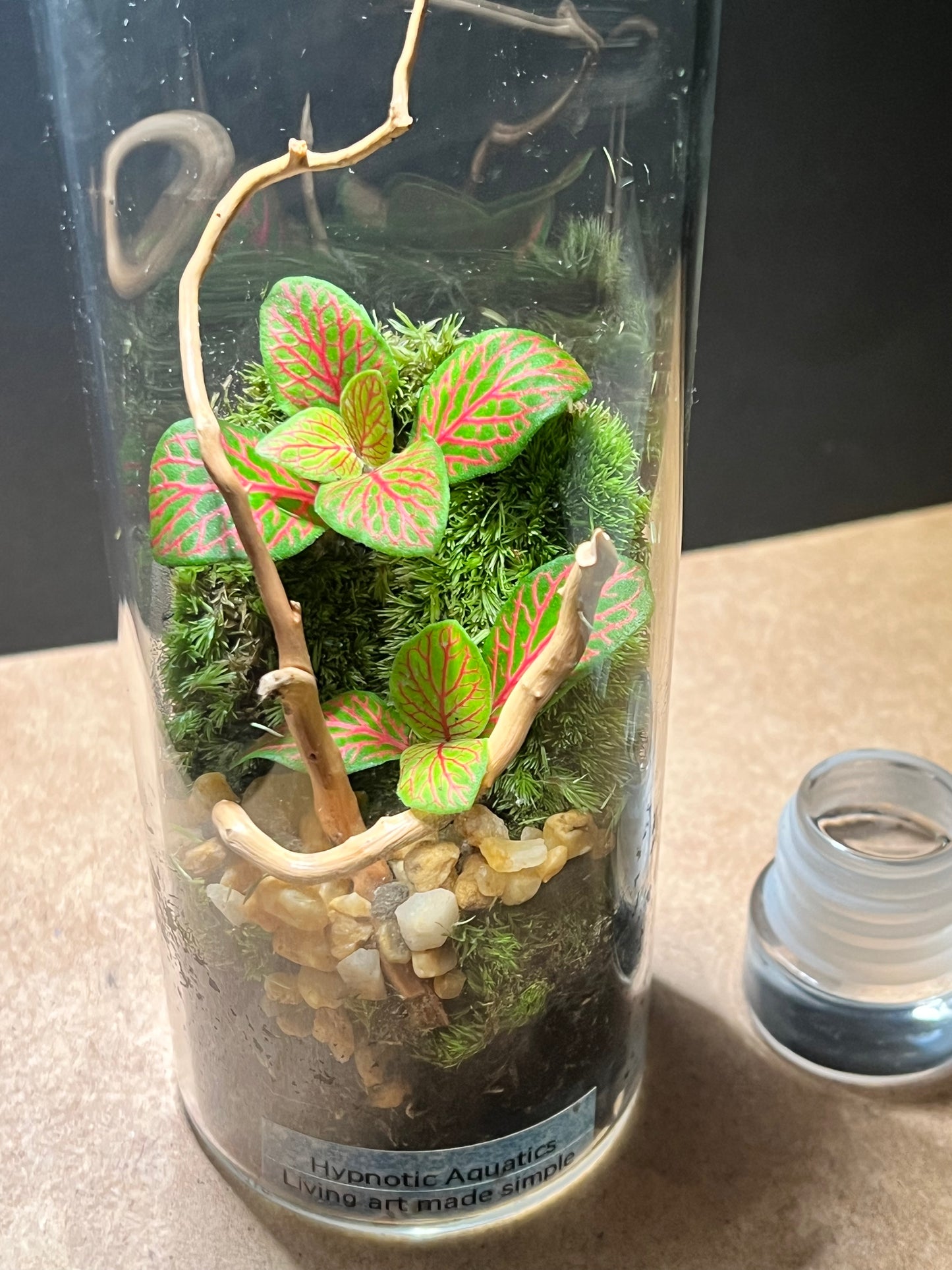 Terrarium 656