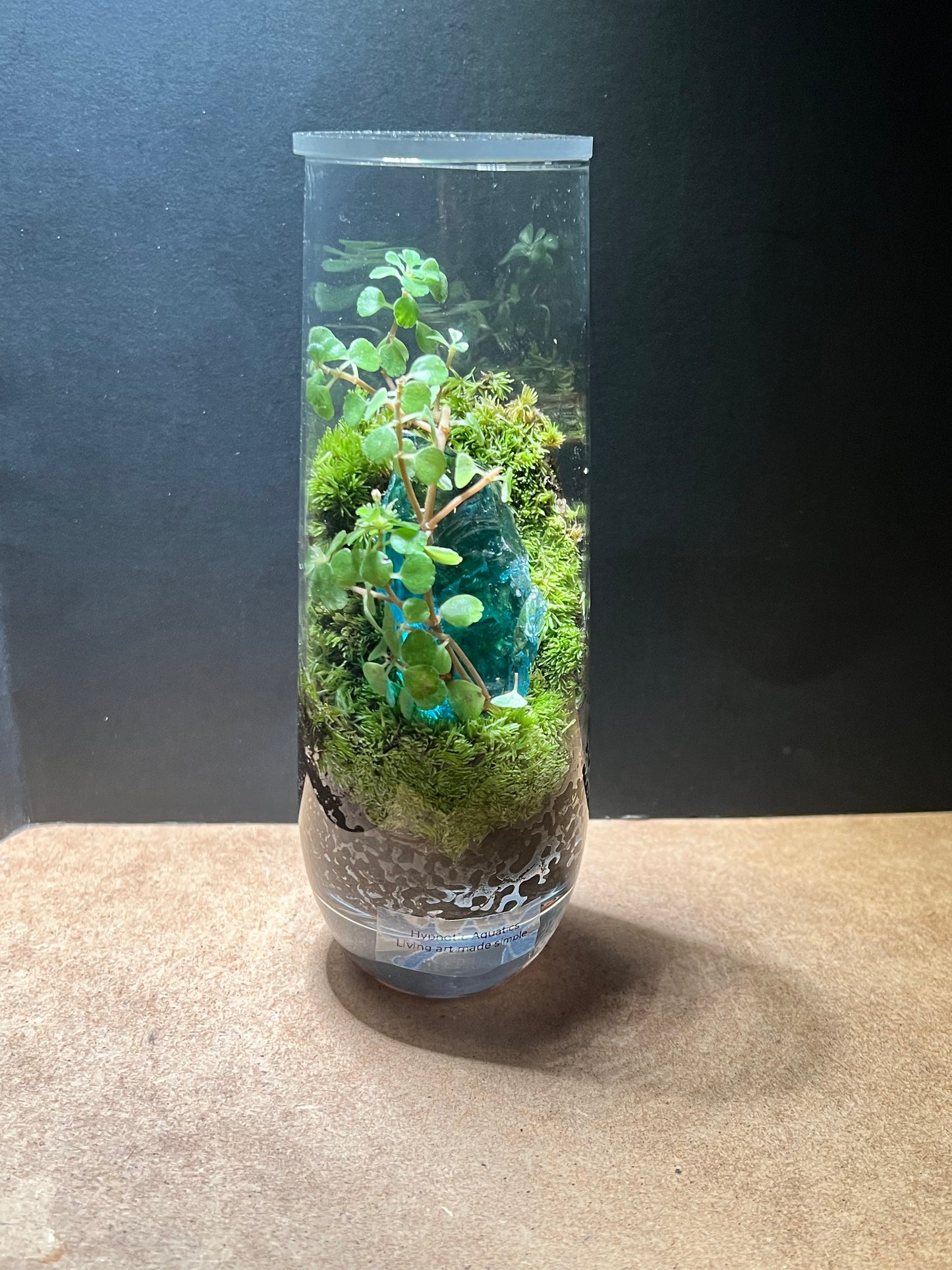 Terrarium 657
