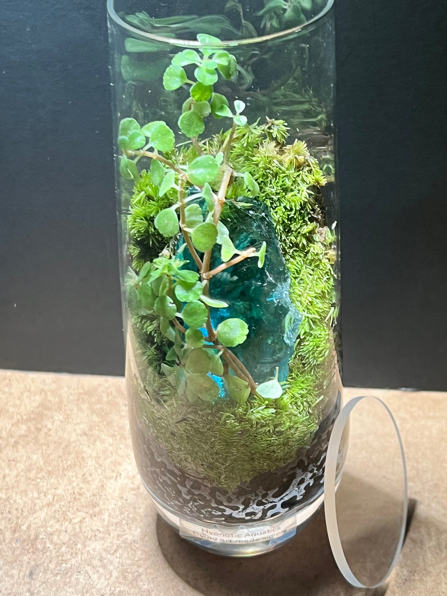 Terrarium 657