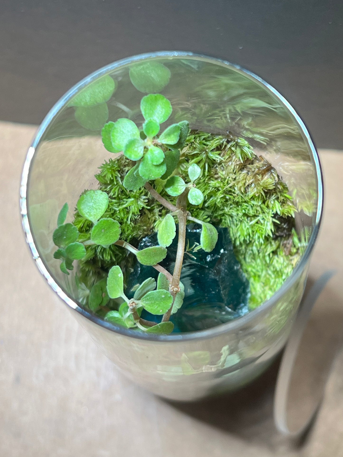 Terrarium 657