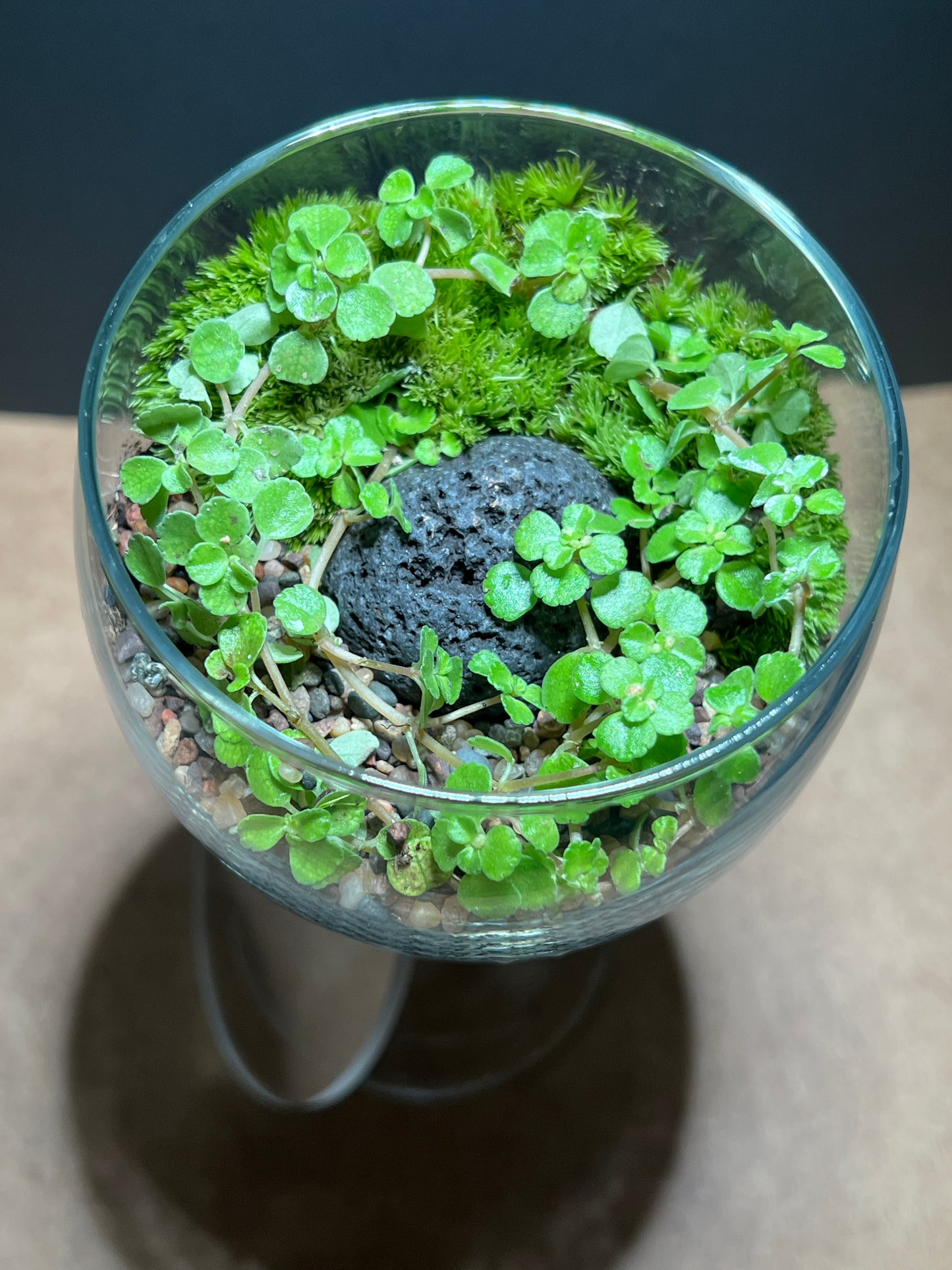 Terrarium 659