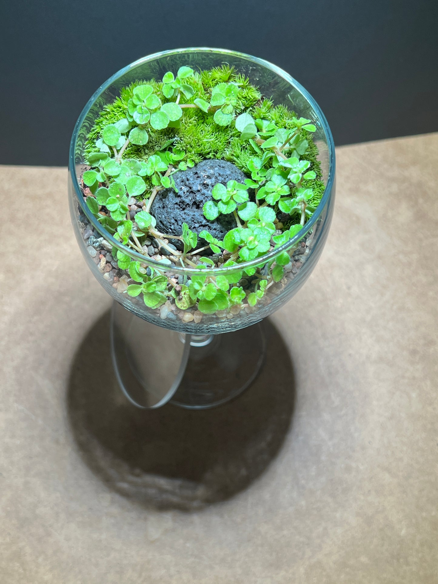 Terrarium 659