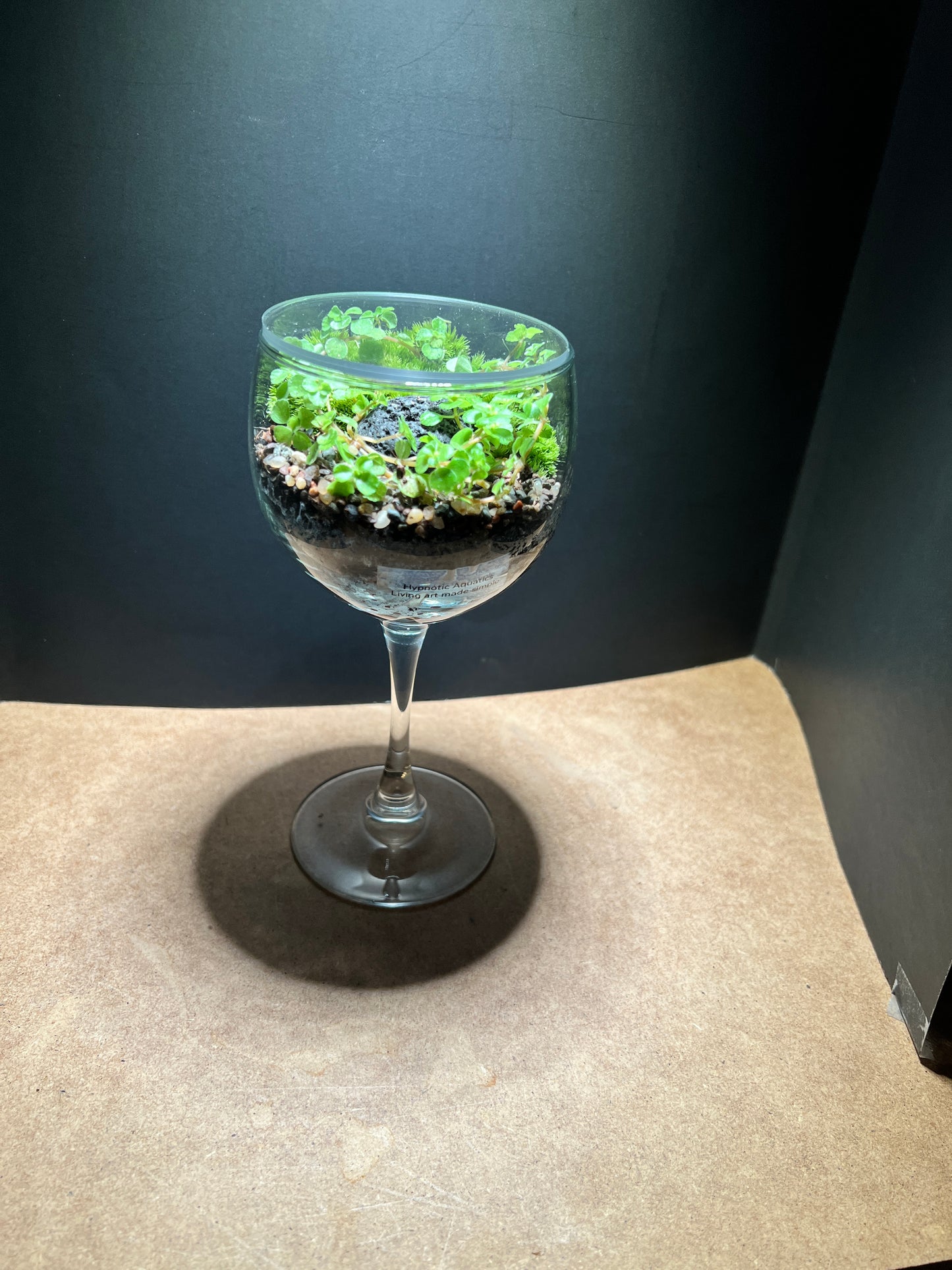 Terrarium 659