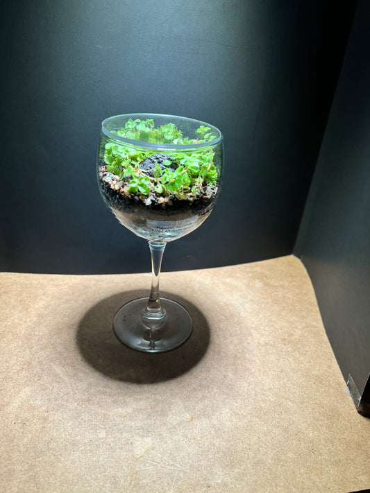 Terrarium 659