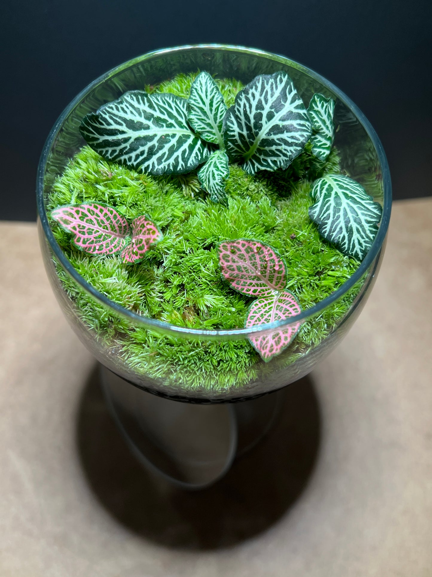 Terrarium 660