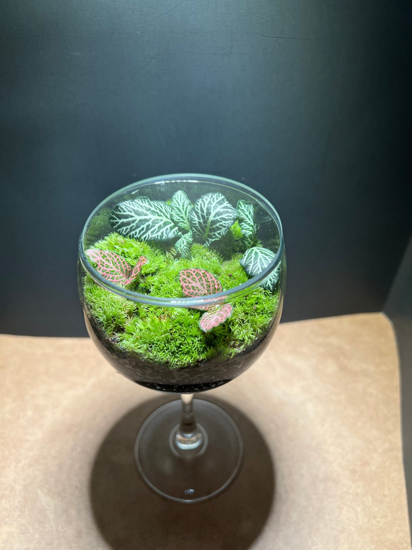Terrarium 660