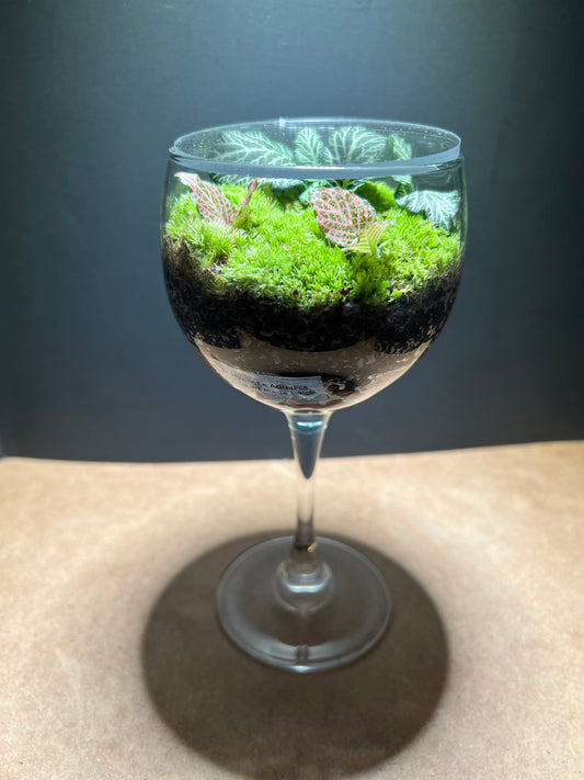 Terrarium 660