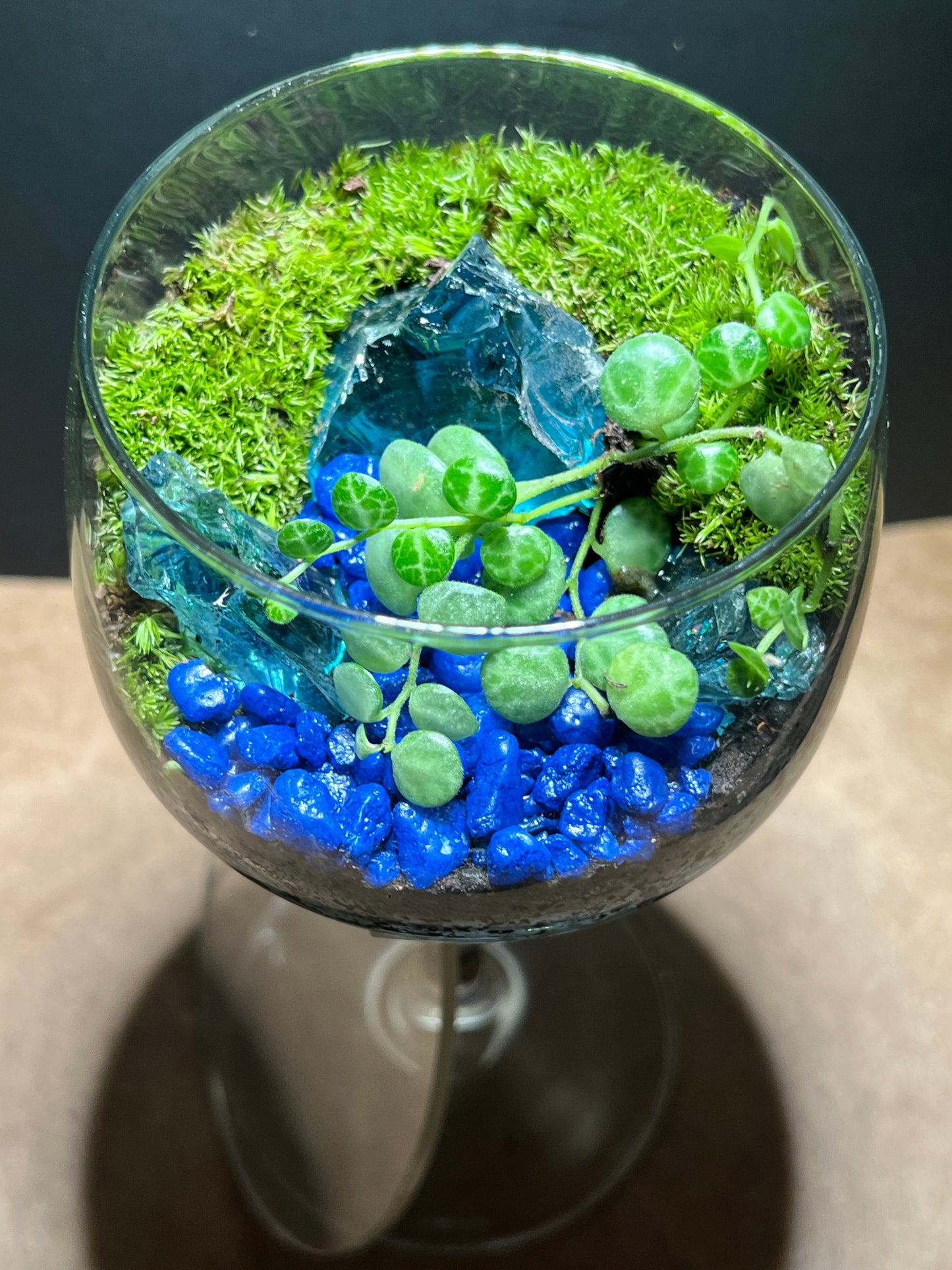 Terrarium 661