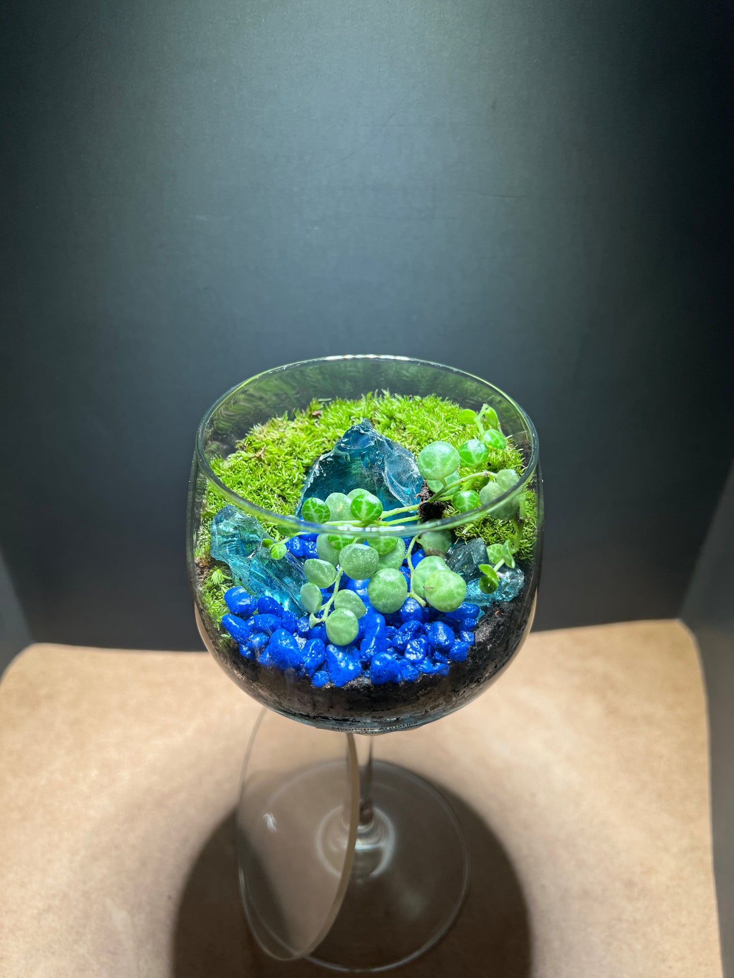 Terrarium 661