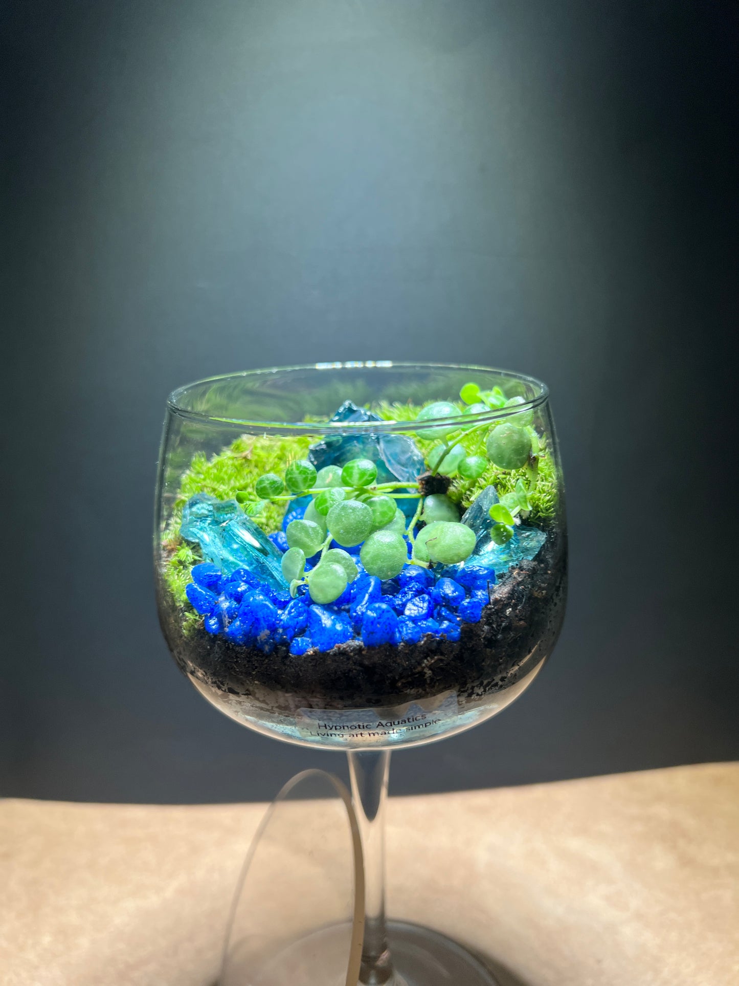 Terrarium 661